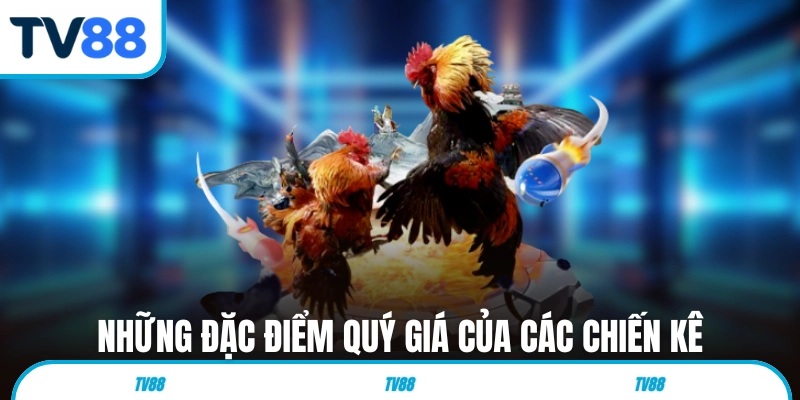 Những đặc điểm quý giá của các chiến kê