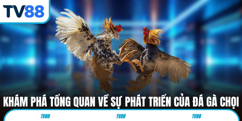 Khám phá tổng quan về sự phát triển của đá gà chọi